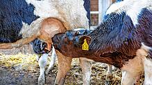 Gut vier Monate gibt es Muttermilch für die Kälber, dann geht es raus auf die Weide.