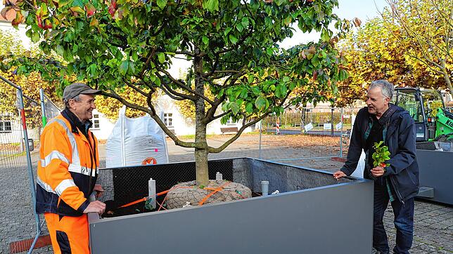 Vier Baumkübel wurden jetzt auf dem Benediktinerplatz aufgestellt. TBK Mitarbeiter Anatoli Fuchs (links) und Wolfgang Treß, ...