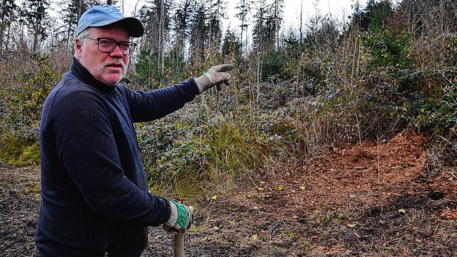 Forstmitarbeiter Peter Ummenhofer weist auf eine Fläche, auf der eine Naturverjüngung stattgefunden hat. Hier konnten sich die dort ...