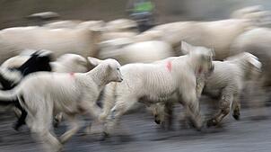 Im Schwarzwald sind mehrere Schafe einem Wolf zum Opfer gefallen. (Symbolbild)
