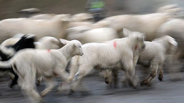 Im Schwarzwald sind mehrere Schafe einem Wolf zum Opfer gefallen. (Symbolbild)