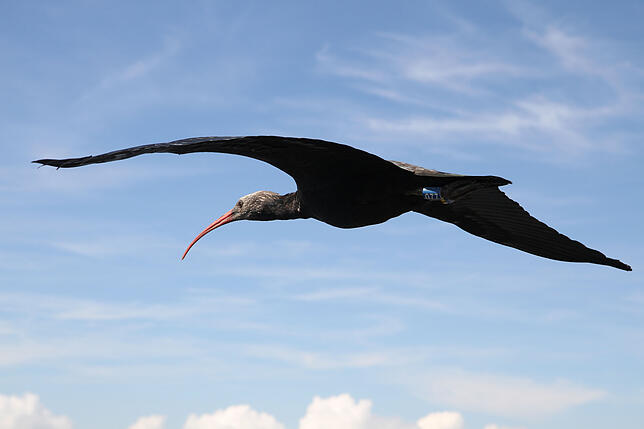Ein Waldrapp beim Flug über die Alpen.