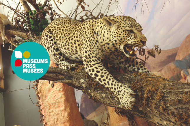 Im Wildkids Naturkundemuseum können Besucher ausgestopfte Exponate von Tieren aus der ganzen Welt sehen. Stifter ist Erwin Himmelseher.