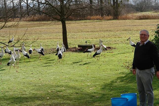 Winterfütterung im Garten Schäfle: Aus bis zu 100 Kilometer Luftlinie kommen die im Land überwinternden Störche, um sich in Böhringen ...