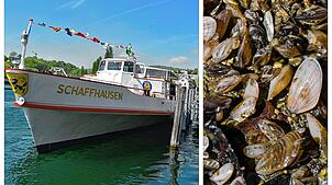 Kein Durchkommen wegen toter Quaggamuscheln: Ein Muschelberg macht es derzeit für Schiffe von Diessenhofen nach Stein am Rhein ...
