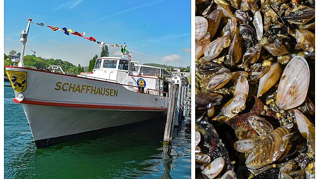 Kein Durchkommen wegen toter Quaggamuscheln: Ein Muschelberg macht es derzeit für Schiffe von Diessenhofen nach Stein am Rhein ...