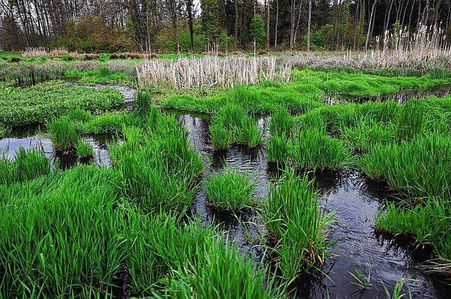 Malerisches Biotop, aber als landwirtschaftliche Fläche unbrauchbar: Eine Wiese am Böhringer Mühlbach, die durch Biberdämme dauerhaft ...