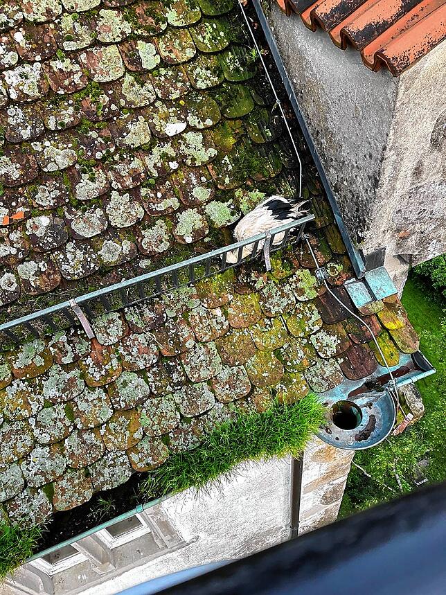 Der Jungstorch ist aus dem Nest gefallen und hängt auf dem Dach des Bischofschlosses fest.