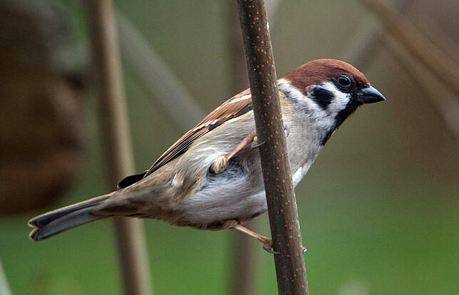 ARCHIV – Ein Feldsperling (Passer montanus) ist am 03.01.2014 in einem Garten der Altstadt von Stralsund (Mecklenburg-Vorpommern) zu ...