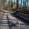 Die Durchforstungsarbeiten im Meersburger Wald haben ihre Spuren hinterlassen.