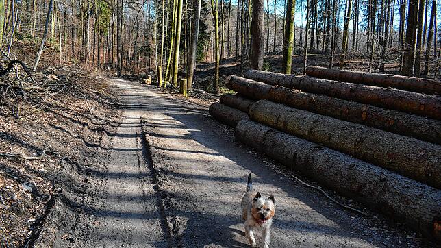 Die Durchforstungsarbeiten im Meersburger Wald haben ihre Spuren hinterlassen.