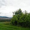 Die verwilderte Obstplantage (rechts) soll zu einer Freiflächen-Photovoltaikanlage werden. Ein angrenzendes Feld im südlichen Plangebiet ...