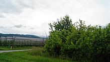 Die verwilderte Obstplantage (rechts) soll zu einer Freiflächen-Photovoltaikanlage werden. Ein angrenzendes Feld im südlichen Plangebiet ...