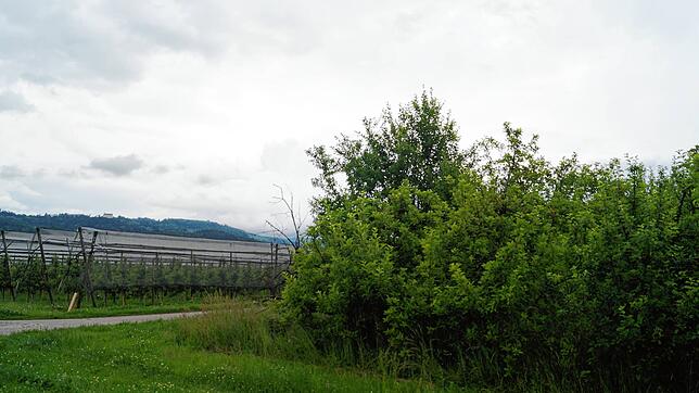 Die verwilderte Obstplantage (rechts) soll zu einer Freiflächen-Photovoltaikanlage werden. Ein angrenzendes Feld im südlichen Plangebiet ...