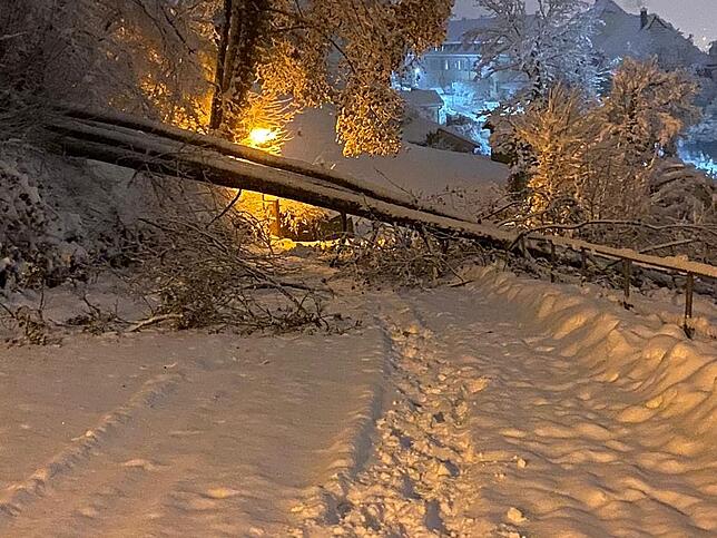 Nachdem schon am Donnerstagabend ein Baum die Obere Haspelstraße in Waldshut versperrte, musste die Feuerwehr auch am Freitagmorgen ...