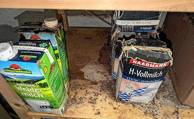 Massiver Mäuse-Befall in einem Haus: Die Tiere machen auch vor der Milch im Vorratsschrank nicht Halt.