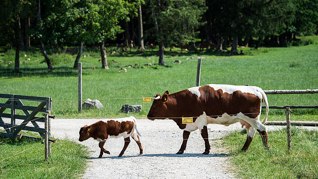 Eine Kuh beschützt ihr Kalb mit allen Mitteln. Eine Attacke auf eine Wanderin kommt für einen Landwirt teuer zu stehen.