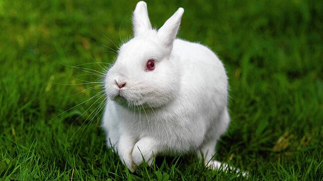 Ein Kaninchen überlebte den Angriff des Nachbarhundes in der Schweiz nicht. (Symbolbild)