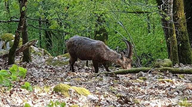 Friedlich grast der Steinbock weiter.
