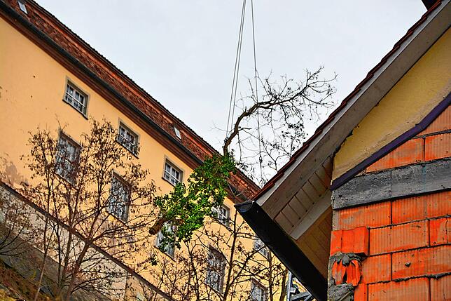 Für den Piloten war es eine diffizile Aufgabe, den Baum aus dem Gehölz zwischen der Steilwand und den Wohnhäusern heraus zu ziehen.