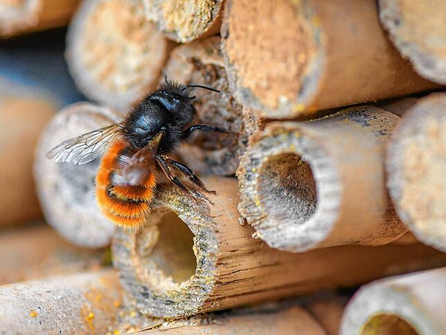 Insektenhotels gehören in jedem Fall in einen naturnahen Garten.