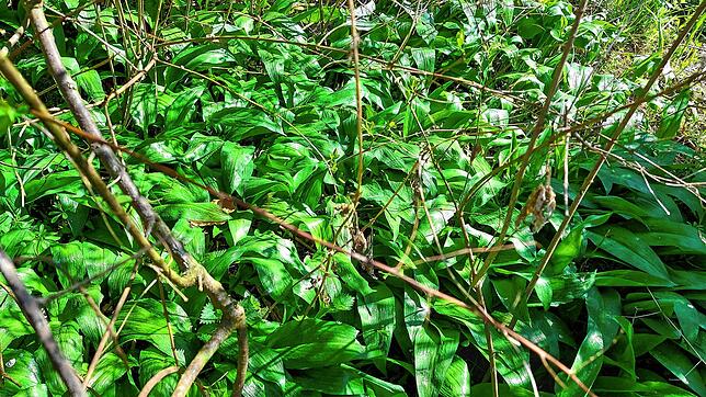 Frischer Bärlauch wächst am liebsten in feuchten Waldbereichen.