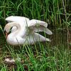 Ein Schwan auf dem am Andelsbach errichteten Gelege. Noch vor wenigen Tagen sah alles nach einem Happy-End aus für die Laufenburger ...