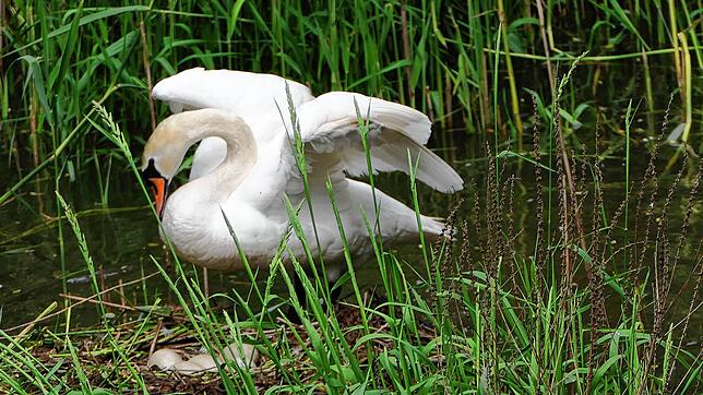 Ein Schwan auf dem am Andelsbach errichteten Gelege. Noch vor wenigen Tagen sah alles nach einem Happy-End aus für die Laufenburger ...