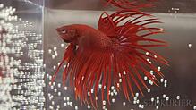 Ein roter Betta auf der Aqua-Fisch. Umgangssprachlich wird er Kampffisch genannt.