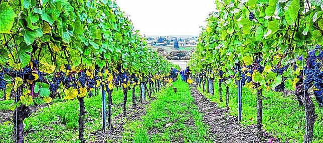 Die Gailinger Ritterhalde liegt direkt am Hochrhein. Hier baut das Weingut Rebholz seine Reben aus.