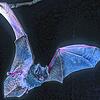 Eine Mopsfledermaus im Flug.