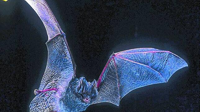 Eine Mopsfledermaus im Flug.