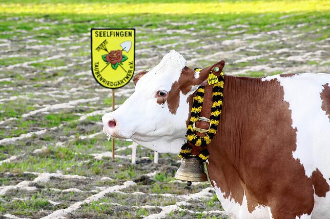 Bild 18: Bilder von der 21. Kuhschisslotterie der Taubenriedgärtner aus Seelfingen