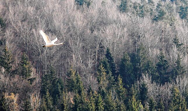 Bild 2: Geisingen gegen Grafenhausen. Wir haben die besten Bilder!
