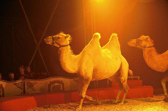 Bild 20: Zirkus Rudolf Renz begeistert in Tengen