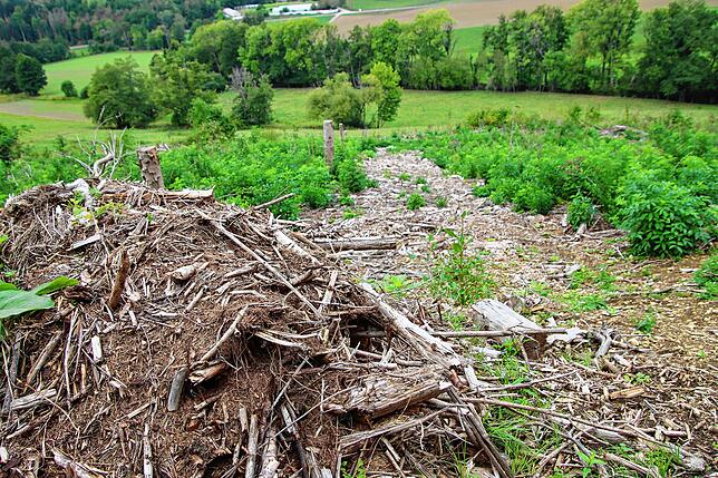 Vor gut einem Jahr stand hier noch ein Wald. Durch das Projekt sollen hier auch in Zukunft wieder einige tausend Bäume stehen.