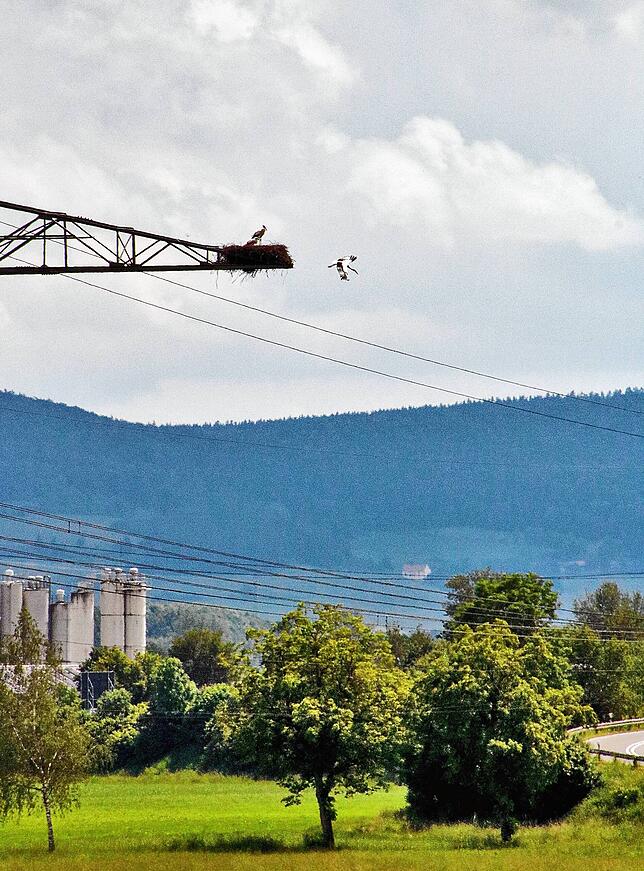 Abflug aus luftiger Höhe: Ein Elterntier macht sich auf die Suche nach Nahrung für den Nachwuchs.