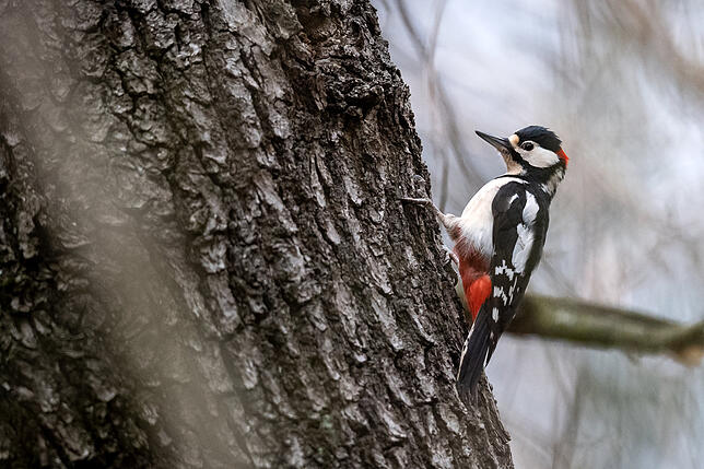 Bild 6: Anleitung: Das fressen die verschiedenen Vogelarten in unserer Region