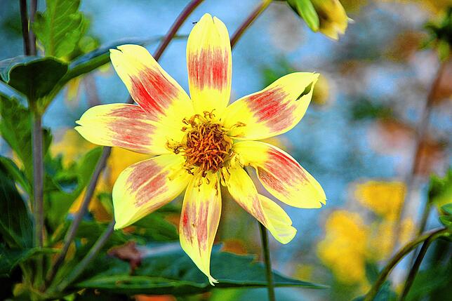 Bild 10: Sag´s durch die Blume: Das Quiz zur Landesgartenschau
