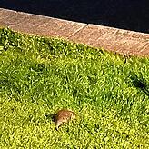 Diese Entdeckung macht Petra Bäcker bei einem abendlichen Spaziergang im Mai: eine Ratte auf der Wiese im Herosé-Park.