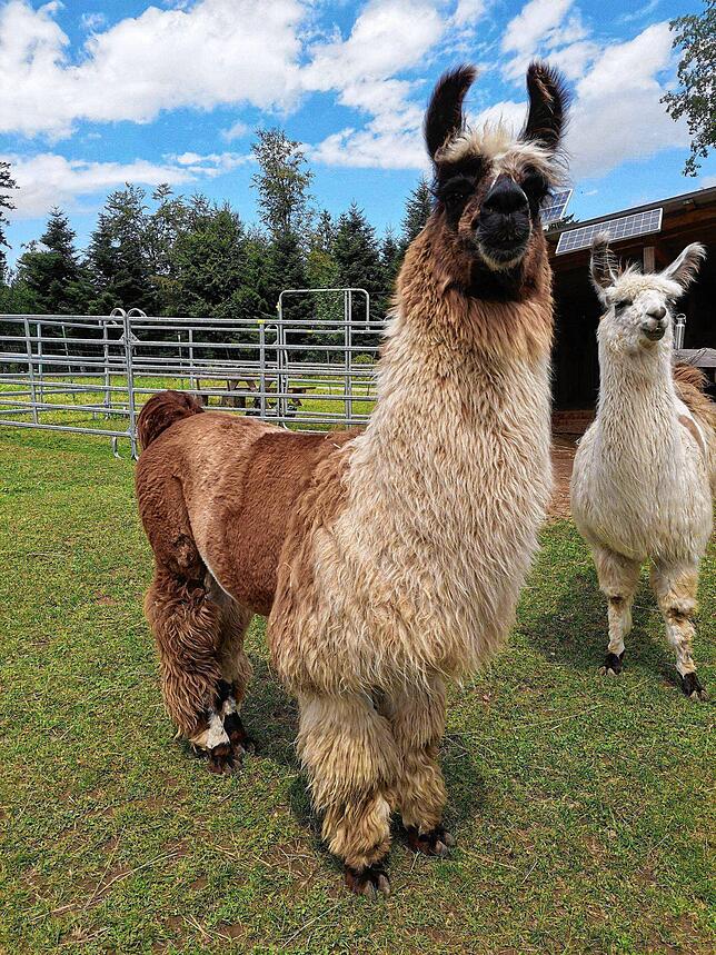 Schön und lustig anzusehen sind die Lamas, die in Remetschwiel zuhause sind.