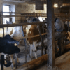 Umzugstag für 24 Rinder: Mit Geduld und Ruhe bereitet Landwirt Michael Schwander und sein Team die Tiere auf ihren Abtransport in ihren ...