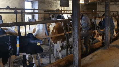 Umzugstag für 24 Rinder: Mit Geduld und Ruhe bereitet Landwirt Michael Schwander und sein Team die Tiere auf ihren Abtransport in ihren ...
