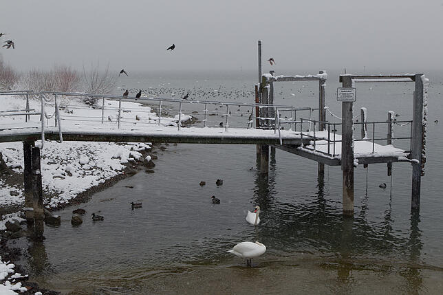 Wasservögel sammeln sich am Ufer.