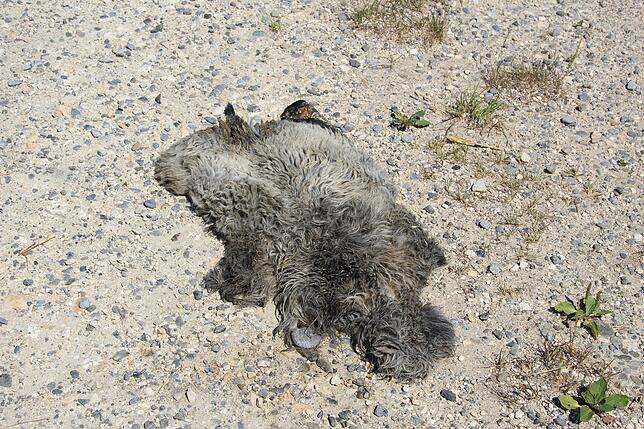Bild 2: Wilderei auf dem Bodanrück? Ein offenbar frisch abgezogenes Tierfell zwischen Litzelstetten und Oberdorf gibt Rätsel auf