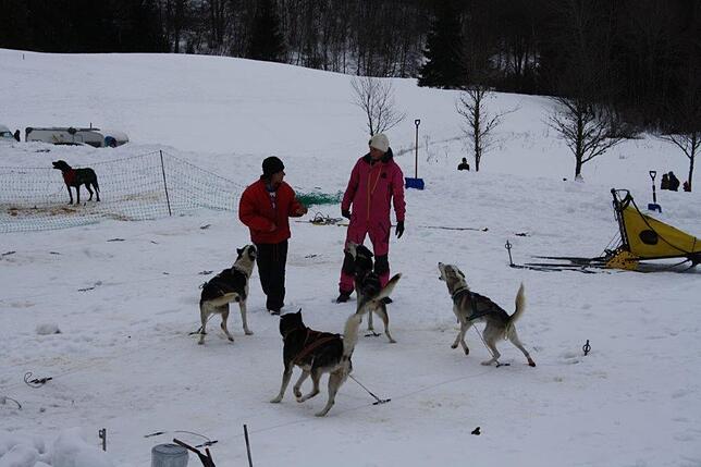 Bild 47: Das Internationale Schlittenhunderennen in Todtmoos 2019 in Bildern