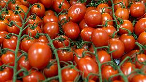 Auch Tomaten sind von Krautfäule bedroht. (Archivfoto)
