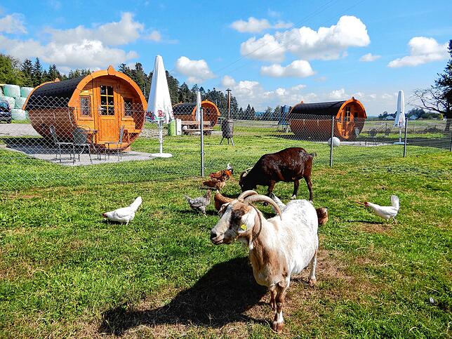 Schlafen im Holzfass direkt neben den Tieren des Hofes, das bietet Familie Gerspach in Riceknbach an.