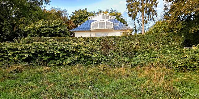 So sah der Bewuchs vor der Villa beim Hörlepark im vergangenen Sommer aus. Links vor der Hecke ist japanischer Knöterich zu sehen, ...