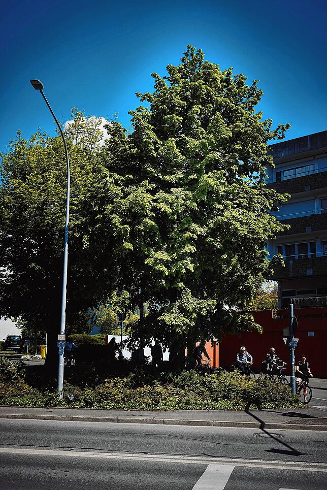 Diese Linde am Zähringerplatz ist umgeben von Straßen und Wegen, also von viel versiegelter Fläche.